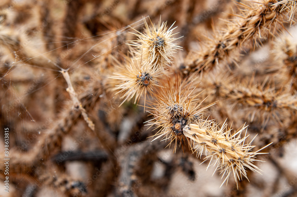 dried cactus dried cactus