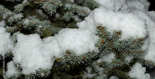 Spruce branch under the snow. Winter forest.