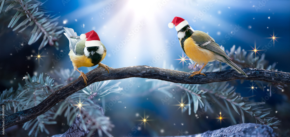 Christmas Fantasy magical forest scene with two Tit Birds in Santa hat sitting on fir tree branches. Fabulous New Year background, fairy tale scenery with little Songbird, glowing rays in night wood.