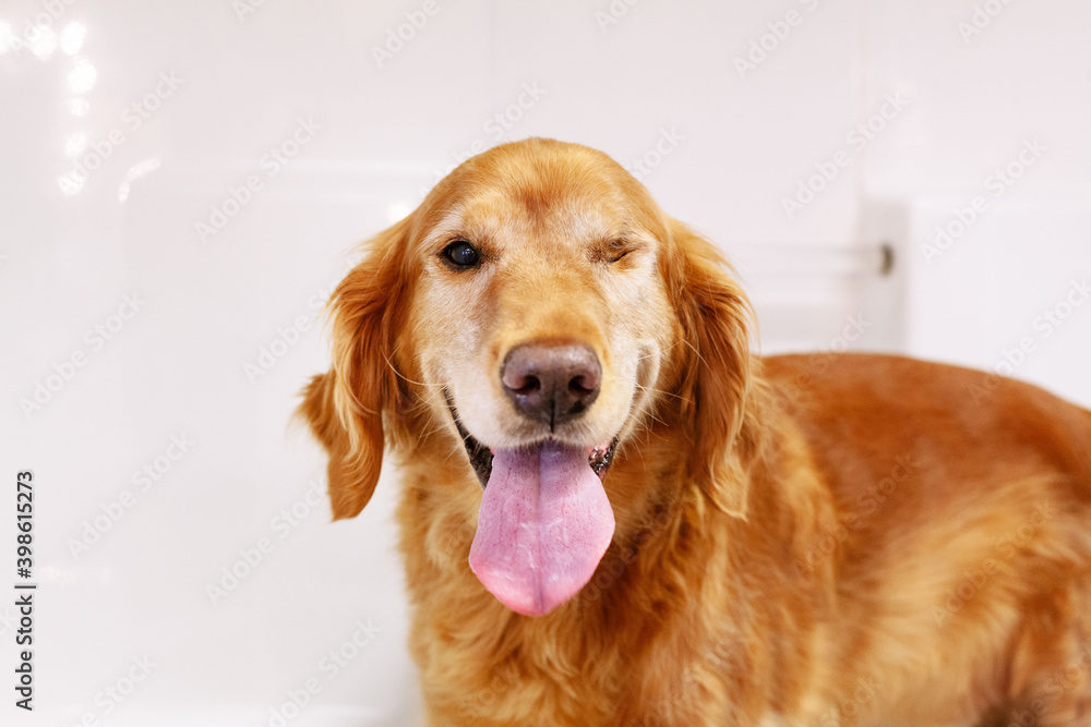 One-Eyed Golden Retriever On White Background