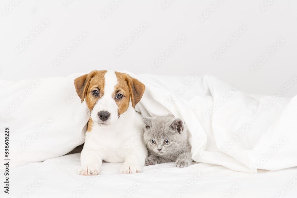 Obraz premium The puppy and the kitten lie under the blanket at home on the bed