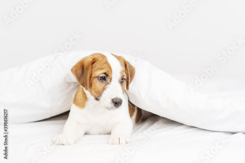 The puppy sits under the covers at home on the bed