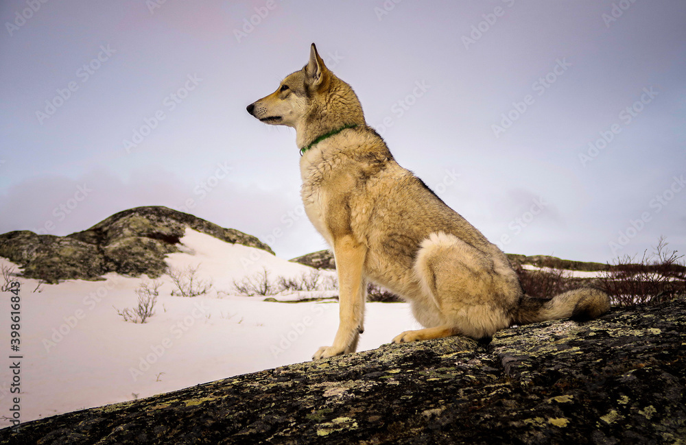 Obraz premium wolfhound workingdog