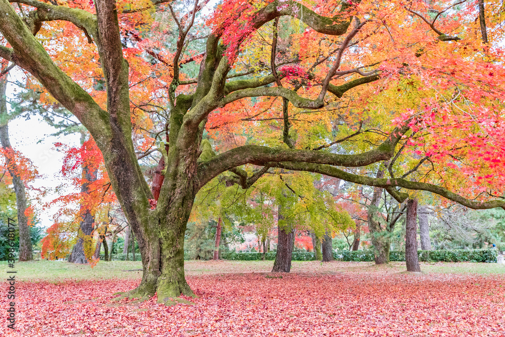 Naklejka premium 大きなもみじの木の紅葉 京都御苑