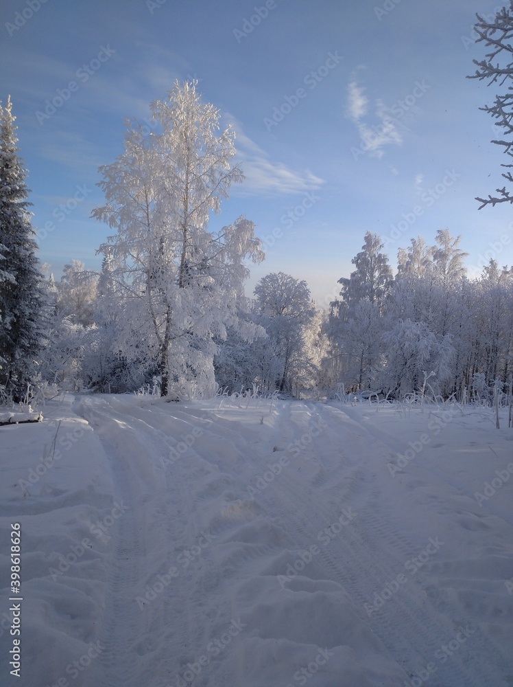 Obraz premium snow covered trees