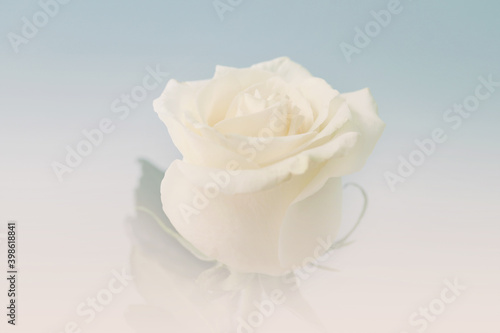 Beautiful white rose on color background