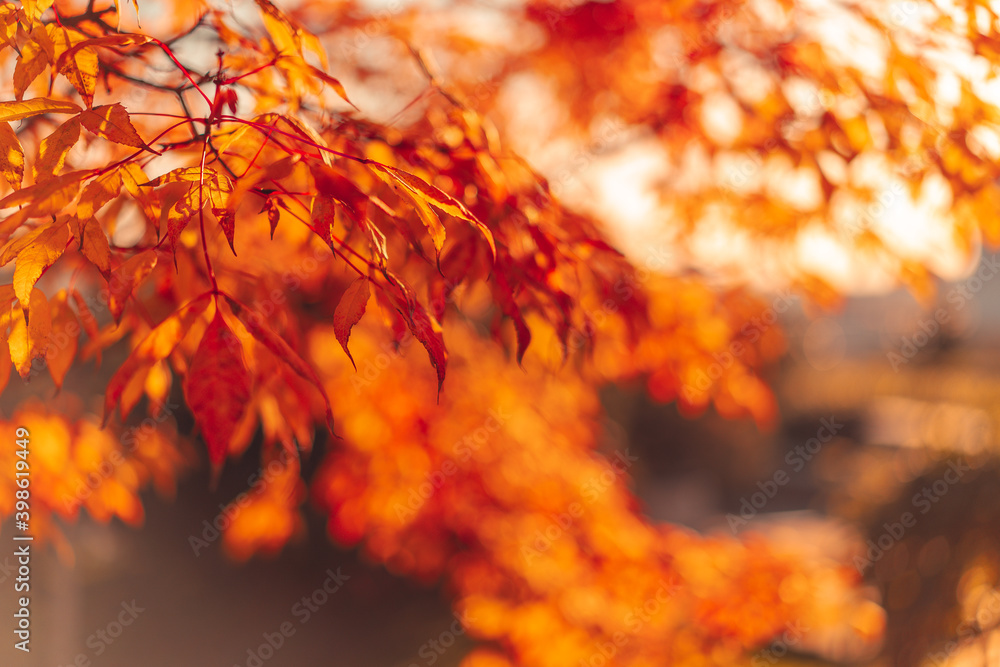 Natural autumn background with red-orange leaves. Natural autumn background with red-orange leaves.