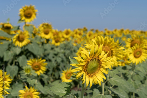 sunflowers garden