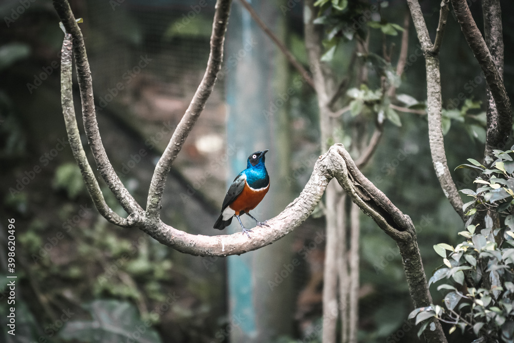 Fototapeta premium magpie on a branch