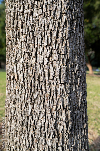 Contrast texture of the pines bark