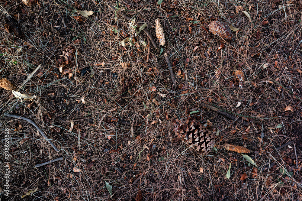 Pine cones and leaves on the dry grass Pine cones and leaves on the dry grass