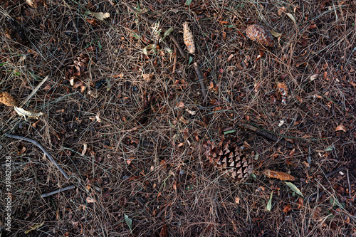 Pine cones and leaves on the dry grass