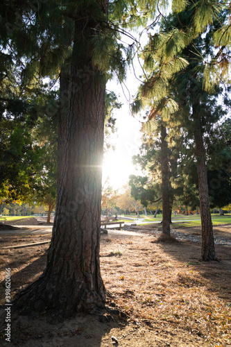 Sunset view behind the woods