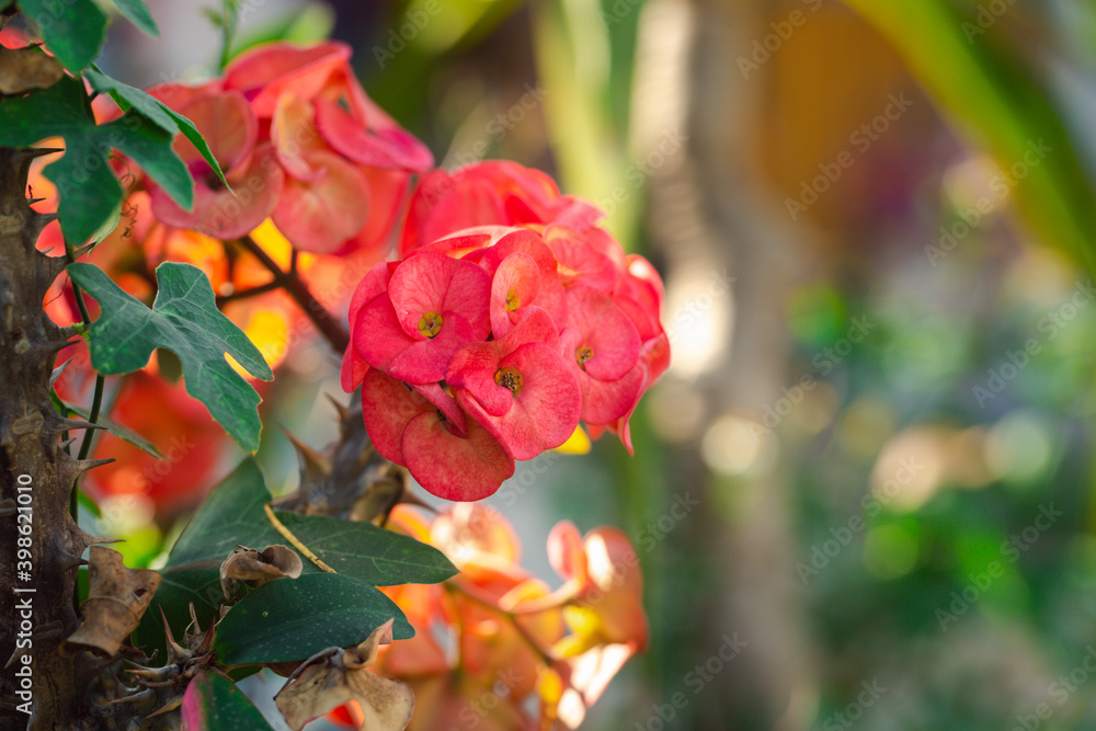 red and yellow flowers red and yellow flowers
