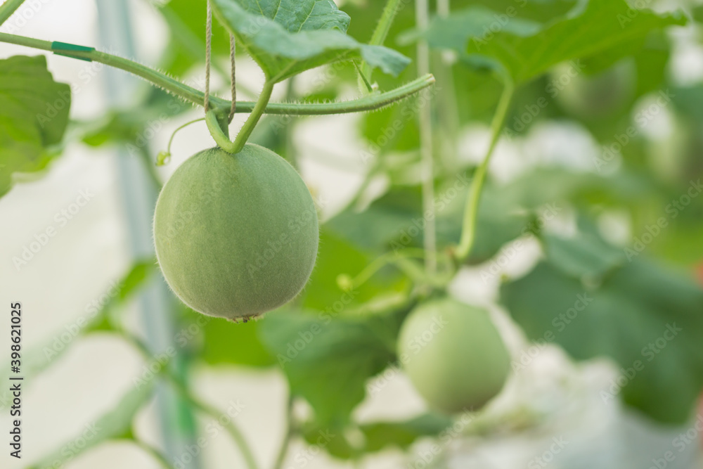 green melon fruit on the tree