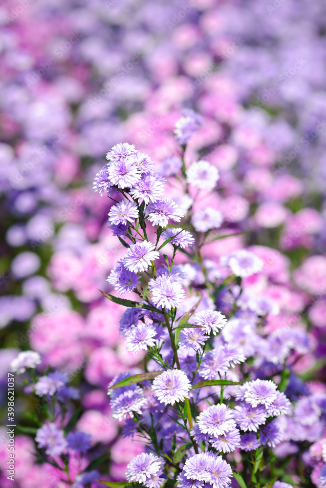 flowers in the garden