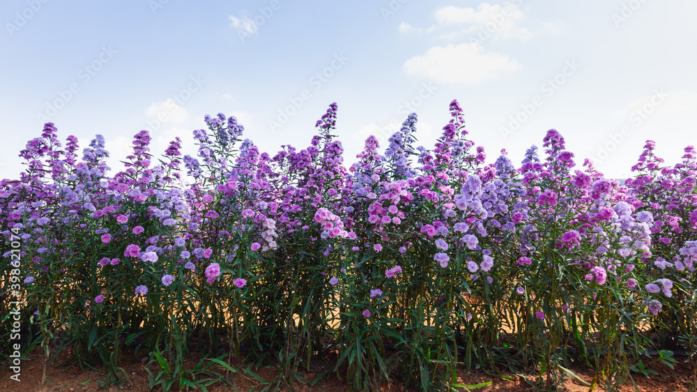 Obraz premium lavender field in region