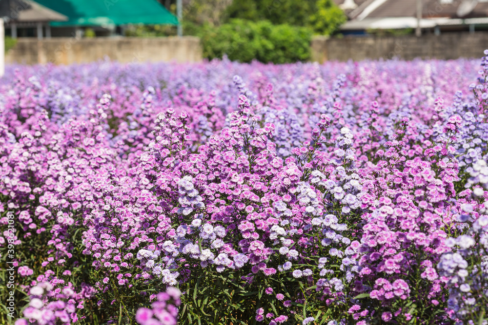 Naklejka premium Beautifully Margaret flowers bloom and freshly in the fields