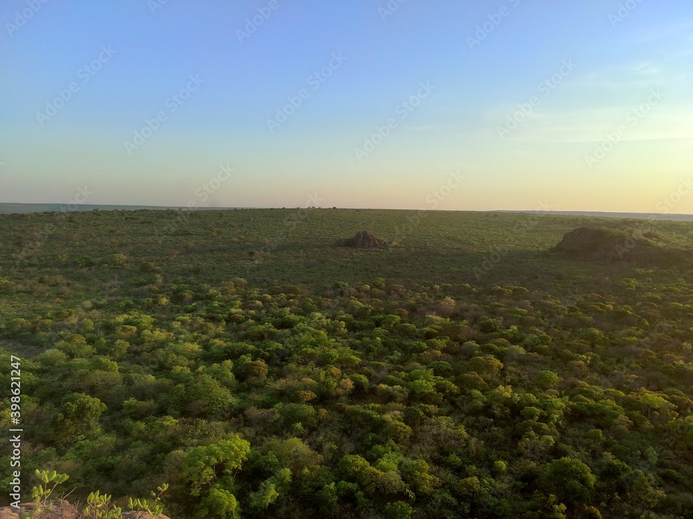 Caatinga vegetation seen from a hill.