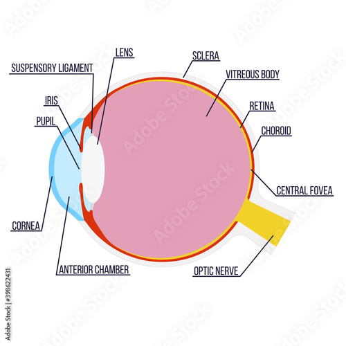 Vector illustration: anatomical structure of the eye with captions.