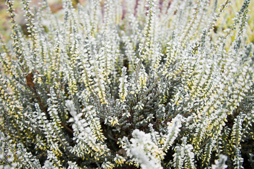 Bright colorful blooming heather Calluna vulgaris on toning in Ultimate Gray and Illuminating color. Trendy creative design in color of 2021. Selective focus.