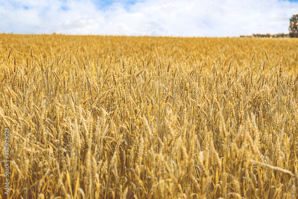 meadow with ripe yellow wheat close-up, selective focus meadow with ripe yellow wheat close-up, selective focus