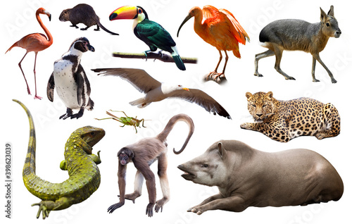 Set of spectacled caiman, tapir and other animals of South America over white background