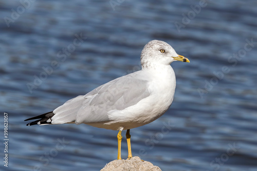 Close Up of a Ring-billed Gull