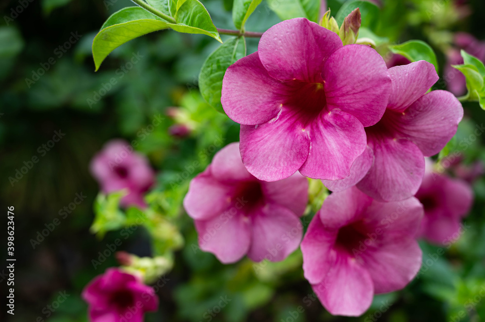 Beautiful pink of flower with water drop from raining Beautiful pink of flower with water drop from raining