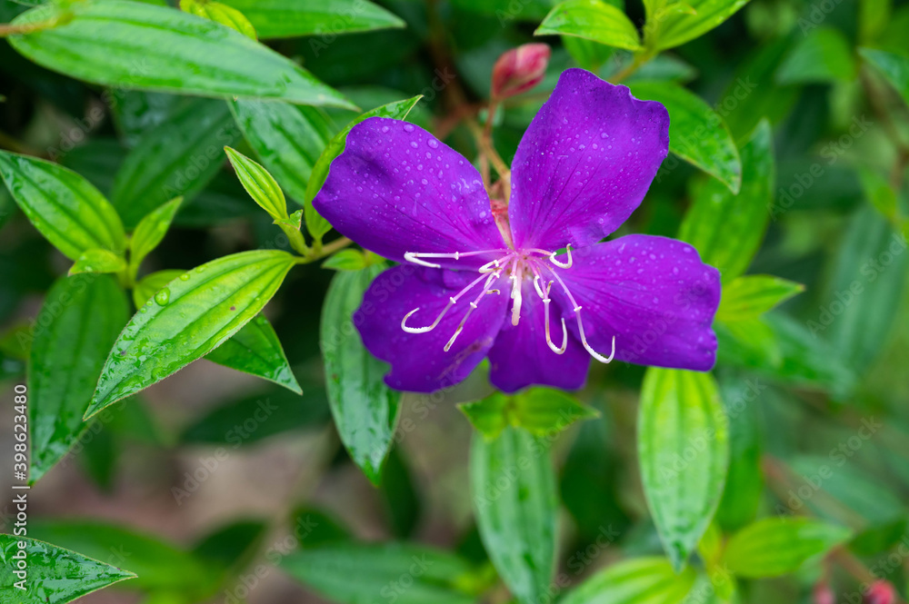 Beautiful violet of flower with water drop from raining Beautiful violet of flower with water drop from raining