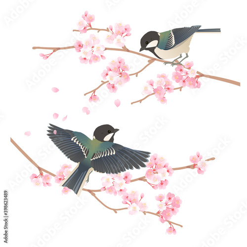 桜の枝にとまるかわいい野鳥シジュウカラのベクターイラスト