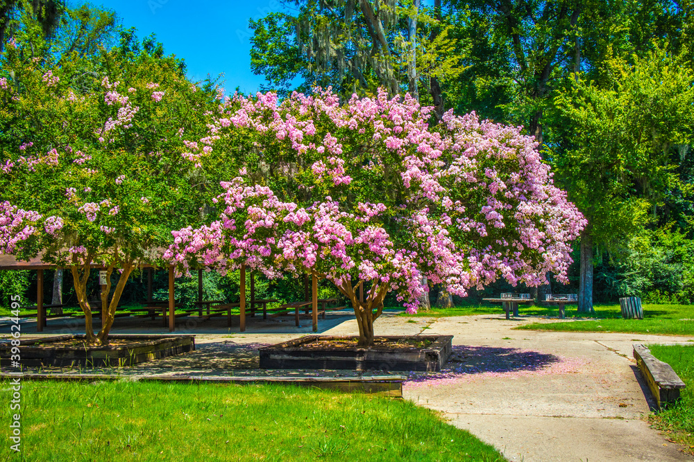 Lock and Dam concrete dam beautiful pink flower tree in a picnic area Lock and Dam concrete dam beautiful pink flower tree in a picnic area
