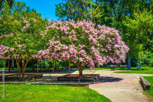Lock and Dam concrete dam beautiful pink flower tree in a picnic area