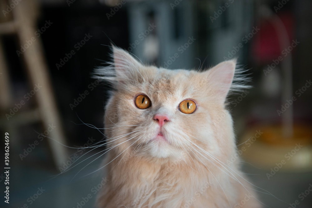 Close up and portrait of cute orange Persian cat Close up and portrait of cute orange Persian cat