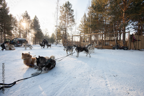 Group of Siberian Husky Dog sled are sitting and standing on the snow with trainer standby for transport © magneticmcc