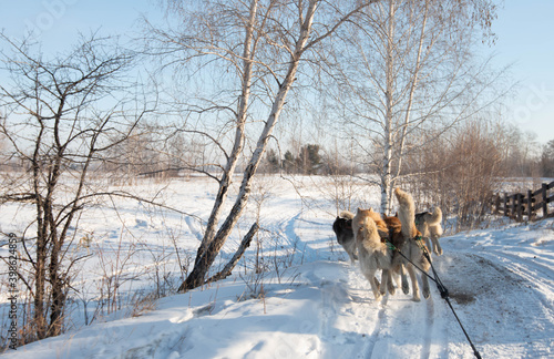 Group of Siberian Husky Dog sledding on the snow