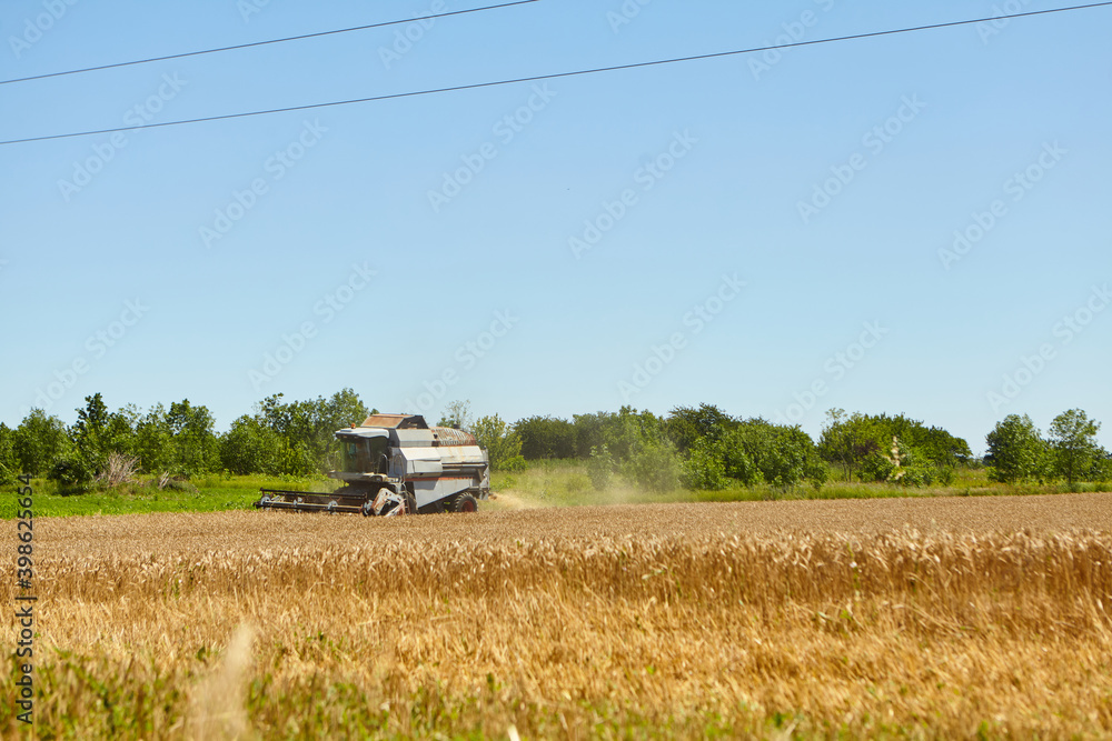 Fototapeta premium Combine harvester in action on wheat field. Process of gathering a ripe crop.
