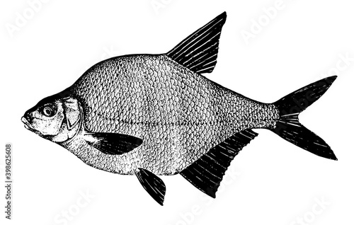 Bream, carp. Fish collection. Healthy lifestyle, delicious food, ichthyology scientific drawings. Hand-drawn images, black and white graphics.