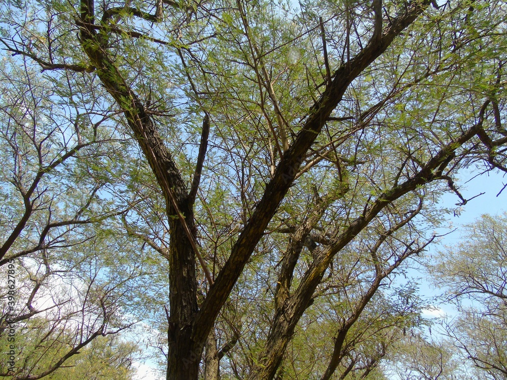 a collection of shady trees in an adjacent forest garden and sparse leaves. take photo from other side a collection of shady trees in an adjacent forest garden and sparse leaves. take photo from other side