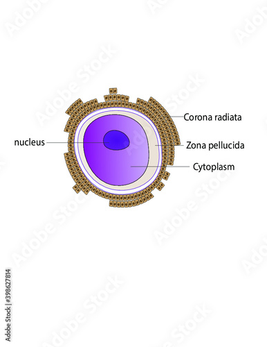 Ovum 