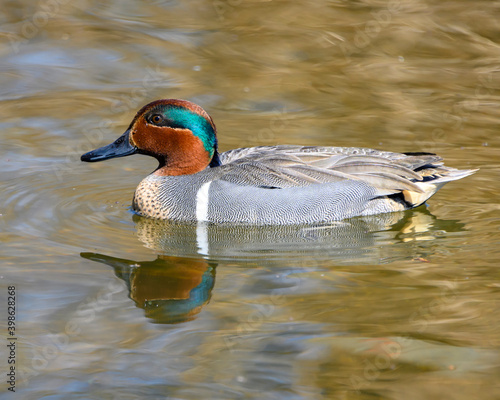 Beautiful green winged teal male duck photo