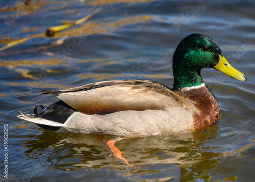 mallard male duck swimming in the winte