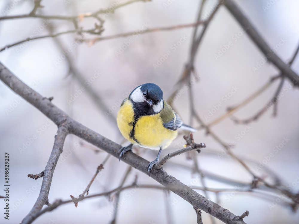 Cute bird Great tit, songbird sitting on a branch without leaves in the autumn or winter.