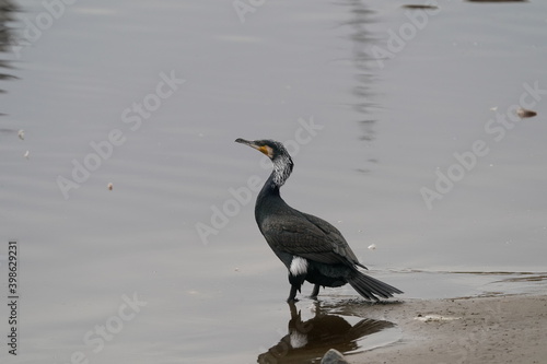 cormorant in the pond