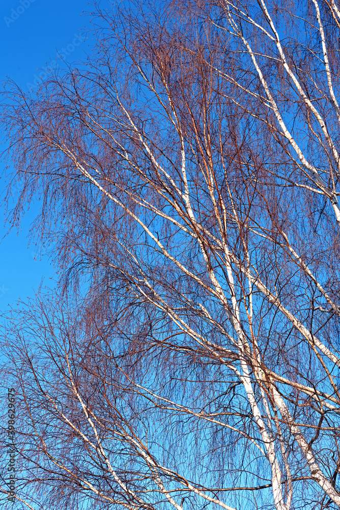 Branches of winter birches against the blue sky Branches of winter birches against the blue sky