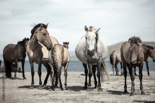 Fototapeta Naklejka Na Ścianę i Meble -  The Mongol horse is the native horse breed of Mongolia