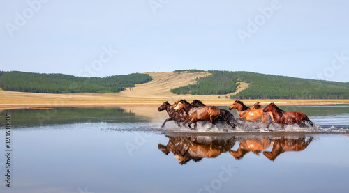 Photography The Mongol horse is the native horse breed of Mongolia