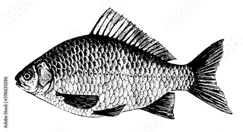 Crucian, carp. Fish collection. Healthy lifestyle, delicious food, ichthyology scientific drawings. Hand-drawn images, black and white graphics.