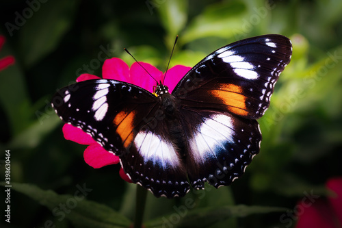 Close up view of beautiful butterfly sitting on flower in the morning 