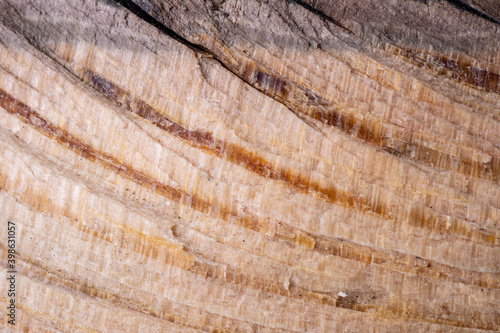 Close-up pine wood grain with natural tree age curves. Can be used as a natural background, substrate, layout